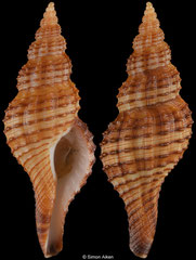 Granulifusus poppei (South Africa, 36,8mm)