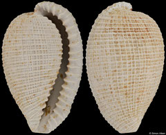 Cypraedia elegans (Biarritzian fossil, France, 16,2mm)