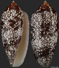 Conus aff. aulicus (Tanzania, 95,7mm)