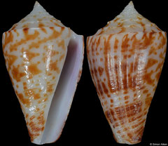Conus olangoensis (Philippines, 22,5mm)