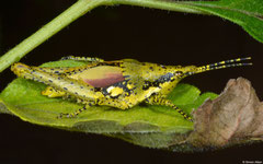 Gaudy grasshopper (Rubellia nigrosignata) adult female, Fianarantsoa, Madagascar