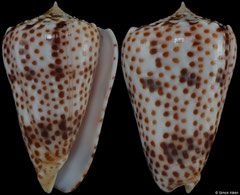 Conus vautieri (Marquesas Islands, 35,3mm)