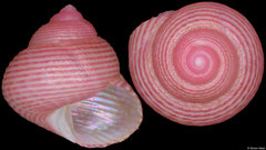 Roseaplagis mortenseni (New Zealand, 6,1mm)