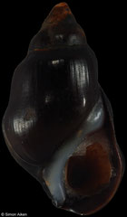 Melanopsis cf. vondeli (Morocco, 17,0mm)