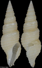 Drilliola multispiralis (Philippines, 22,1mm)