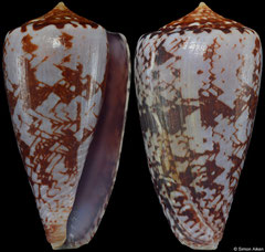 Conus natalis 'gilchristi' (South Africa, 44,6mm) F+ €40.00