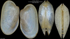Idas washingtonius (Santa Catalina Basin, 4,2mm)