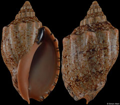 Callipara transkeiensis (South Africa, 69,6mm)