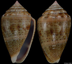 Conus coronatus (Madagascar, 34,6mm) F++ €4.00