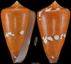 Conus thailandis (Thailand, 58,7mm) F+++ €115.00