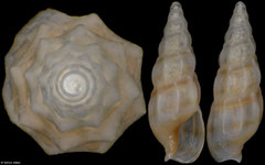 Partecosta tantilla (Pakistan, 4,8mm)
