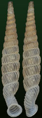Tetrentodon emili (Cuba, 13,3mm)