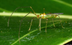 Mosquito bug (Helopeltis theivora), Bokor Mountain, Cambodia