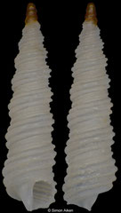 Metaxia bacillum (Turkey, 3,7mm)