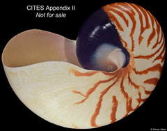 Nautilus pompilius (Philippines, 137,7mm)