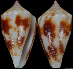 Conus montillai (Philippines, 17,0mm)