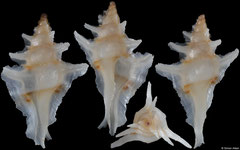 Pterochelus duffusi (Queensland, Australia, 27,0mm)