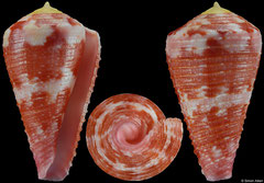 Conus pertusus (Philippines, 29,3mm)