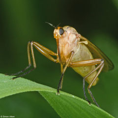 Dance fly (Empis stercorea), Worton, Wensleydale, UK