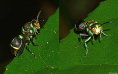Wasp (Ropalidia sp.), Andasibe, Madagascar