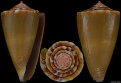 Conus uhlei (Brazil, 27,2mm)