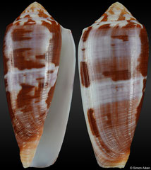 Conus circumcisus (Philippines, 76,8mm) F++ €10.00
