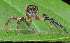 Jumping spider (Salticidae sp.), Pacijan Island, Philippines