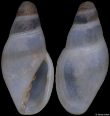 Dentimargo cf. makiyamai (Philippines, 3,3mm)