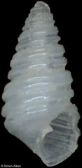 Oscilla bosyuensis (Philippines, 2,4mm)