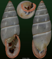 Bahiensis punctatissimus (Brazil, 26,2mm)