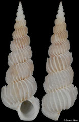 Epitonium eusculptum (Philippines, 17,0mm)
