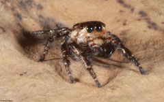 Jumping spider (Salticidae sp.), Kampong Trach, Cambodia