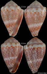 Conus tiaratus (Clipperton Island, 22,3mm, 22,3mm) F+ €22.00