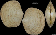 Lucinoma aequizonatum (Santa Barbara Basin, 43,2mm)