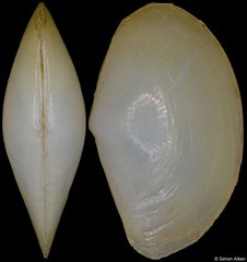 Scissileda iris (South Africa, 7,0mm)