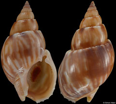 Nassarius fenwicki (South Africa, 26,7mm) F++ €7.00 (specimens for sale are 26mm+ and are of the same quality as the specimen illustrated)