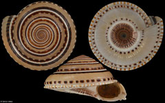 Architectonica perspectiva (Philippines, 52,9mm)
