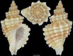 Vaughtia purpuroides (South Africa, 11,5mm) F+++ €9.00 (specimens for sale are 11-12mm and are of the same quality as the specimen illustrated)