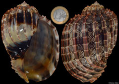 Harpa cabriti (Madagascar, 106,6mm)