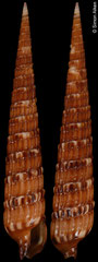 Maculauger dancei (Philippines, 47,8mm) paratype