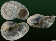 Ferrussina anastomaeformis (Upper Oligocene fossil, France, 27,8mm)