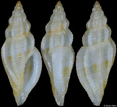 Eucithara cf. capillata (Philippines, 7,8mm)