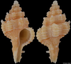 Calotrophon hemmenorum (Somalia, 16,6mm)