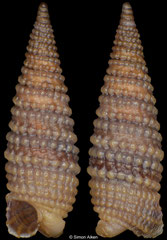 Mastonia aff. clavata (Philippines, 5,3mm) F+++ €1.40 (specimens for sale are 5-6mm and are of the same quality as the specimen illustrated)