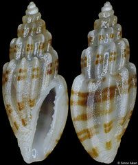 Eucithara harpellina (Philippines, 6,2mm)