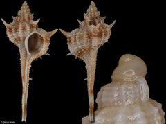 Vokesimurex sobrinus (China, 29,2mm)