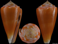 Conus sazanka (Philippines, 34,7mm)