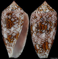 Conus archiepiscopus pyramidalis (Madagascar, 51,8mm)