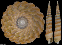 Profunditerebra poppei (Philippines, 22,4mm)