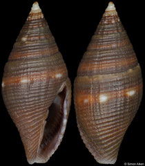 Mitromorpha philippinensis (Philippines, 10,1mm) F+++ €8.50 (specimens for sale are 9-10mm and are of the same quality as the specimen illustrated)